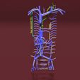 file-13.jpg Venous system thorax abdominal vein labelled 3D model