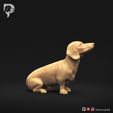 Dachshund-Miniature-Smooth-Haired-Pose-05-Dog-3D-Print-2s.jpeg Perro salchicha miniatura de pelo liso Pose 05