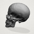 Skull - A02.png Skull 01