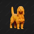 1024-Basset_Griffon_Vendeen_Petit_Pose_03.jpg Basset Griffon Vendeen Petit Dog 3D Print Model Pose 03