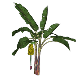 00.png BANANA TREE FRUIT FOREST