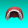 8.jpg Set of Teeth Dental Model
