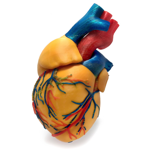 3 colors Anatomical Heart - 3D model önizlemesi
