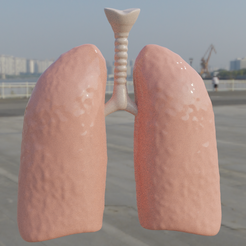 imagen_2022-04-04_170709868.png Download OBJ file RESPIRATORY SYSTEM • 3D printable template, Vieew3D