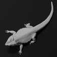 untitled6.png Bearded Dragon Realistic Lizard