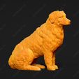 1895-Bernese_Mountain_Dog_Pose_06.jpg Bernese Mountain Dog 3D Print Model Pose 06