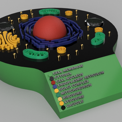 celeng.png Archivo STL Modelo de célula animal imprimible en 3D con leyendas en varios idiomas (inglés, español, alemán, polaco)・Plan para descargar y imprimir en 3D
