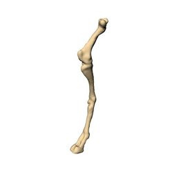 Screenshot-2023-06-02-190832.jpg Anatomía bovina Huesos de las patas