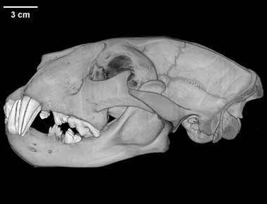 specimen-2.jpg STL-Datei Panthera leo, Lion Skull kostenlos・Vorlage für den 3D-Druck zum herunterladen, MadScientist3D