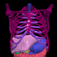 5.png 3D Model of Gastrointestinal Tract with Bones