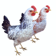 pngh.png CHICKEN CHICKEN - DOWNLOAD CHICKEN 3d Model - animated for Blender-Fbx-Unity-Maya-Unreal-C4d-3ds Max - 3D Printing HEN hen, chicken, fowl, coward, sissy, funk- BIRD - POKÉMON - GARDEN