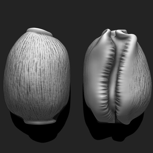 7.jpg Shell 12 - 3D Print - Aquarium