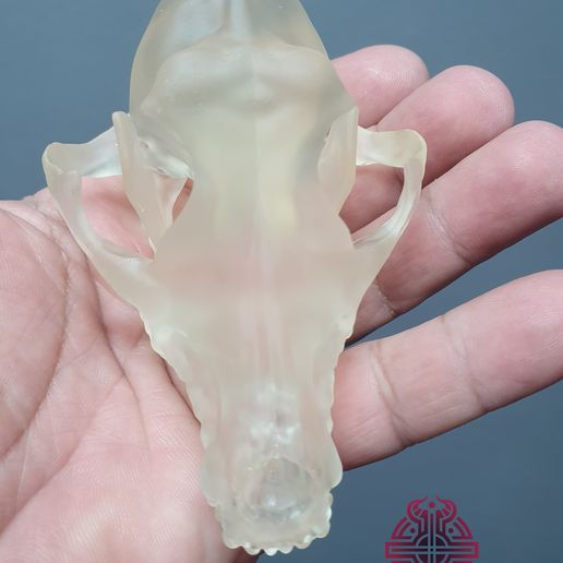 20241002_084822.jpg Crânio de lobo cinzento