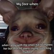 chihuahua.jpg Chihuahua smiling - Meme