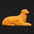 576-Australian_Shepherd_Dog_Pose_09.jpg Australian Shepherd Dog 3D Print Model Pose 09