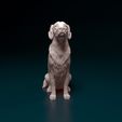 rs-002.jpg Golden Retriever