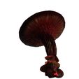 01.jpg Mushroom Giant FOREST NATURE GRASS VEGETABLE FRUIT TREE FOOD WORLD LANDSCAPE MAGIC Mushroom Giant B