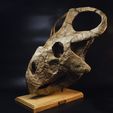 DSC_0187_1500px.jpg Protoceratops skull