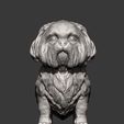 British-Shih-Tzu6.jpg British Shih Tzu 3D print model