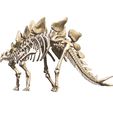 04.jpg stegosaurus, complete 3D skeleton.
