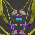 BRAIN-STEM-WITH-CRANIAL-NERVES-AND-NUCLEI-10.png 32-part Brainstem & Midbrain 3D Model with Full Cranial Nerves and Nuclei