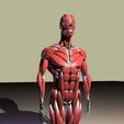 12.jpg Human anatomy collection, realistic in 3d, all parts of the body in 3d in 360 degrees, in 3d