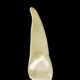 3.png Left Upper Lateral Lateral Incisor #22