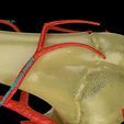 ps6.jpg Upper limb arteries axilla arm forearm 3D model