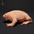 mexican_burrowing_toad_1.jpg Mexican Burrowing Toad