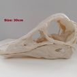 IMG_20210414_114244.jpg Dinosaur skull -  Struthiomimus altus