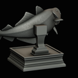 coalfish-open-mouth-statue-box-53.png COALFISH / POLLACHIUS VIRENS trophy with storage space for 3d printing