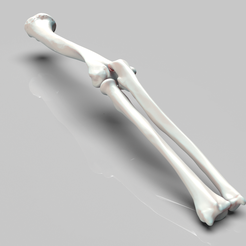 RealBone_Test.png STL file Left and Right Arm Bones・3D printer model to download, jaulalrom