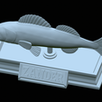 zander-statue-4-open-mouth-1-54.png fish zander / pikeperch / Sander lucioperca  open mouth statue detailed texture for 3d printing