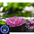 58.png Lotus Flower Incense Holder (Lotus Flower Incense Holder)