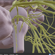 CRANIAL-NERVES-14.png 3D Cranial nerves & Facial Skull Model