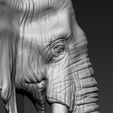 12.jpg Elephant African Head