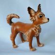 2EF1F466-F653-4109-B1FC-63EE02069584.jpg Long Haired Chihuahua