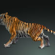 0_00031.png TIGER DOWNLOAD Bengal TIGER 3d model animated for blender-fbx-unity-maya-unreal-c4d-3ds max - 3D printing TIGER CAT CAT