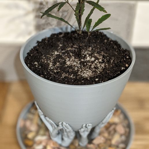 PXL_20250209_025312389.PORTRAIT.jpg Tree Support Pot