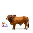 GYR-BULL.jpg gyr bull gyr bull gyr bos indicus 印度