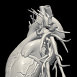 3.png 3D Model of Heart with Vessels