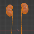 21.PNG.0ed631470053476aa6e6f34109d88f68.png 3D Model of Urinary System