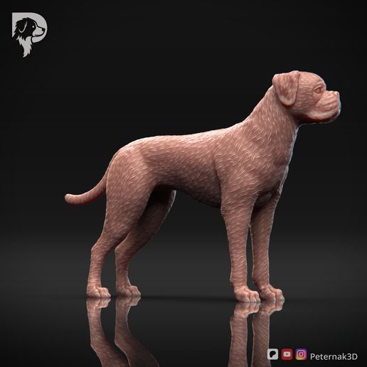 Boxer-Pose-02-Dog-3D-Print-2s.jpeg Chien Boxer Modèle imprimé en 3D Pose 02