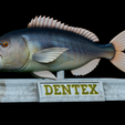 Dentex-mouth-statue-26.png fish Common dentex / dentex dentex open mouth statue detailed texture for 3d printing