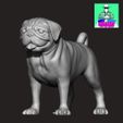 pugpetshop1.jpg Pug Dog