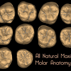 Natural-Molar-Anatomy.png 10 ejemplos de anatomía oclusal de molares maxilares naturales