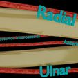 ps10.jpg Upper limb arteries axilla arm forearm 3D model