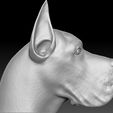 5.jpg Great Dane head for 3D printing