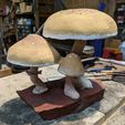 PXL_20230416_024515392~2.jpg Lifelike Psilocybin Mushroom Set of Three