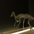 1.jpg Edmontosaurus skeleton